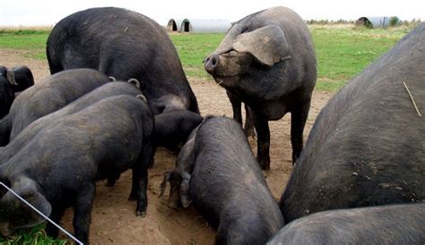 large black hog meat quality